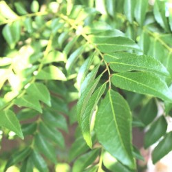 Fresh Curry Leafs 04 Oz