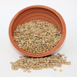 Green Lentil 2lbs